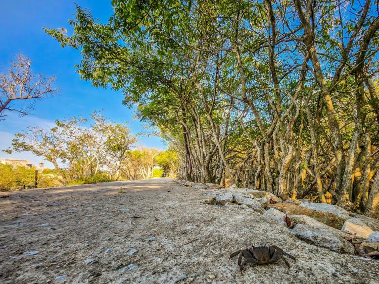 Chiêm ngưỡng mùa lá rụng ở khu rừng ngập mặn nguyên sinh quý hiếm trên đất cố đô