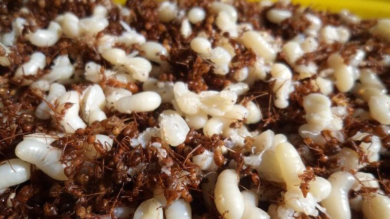 Cá gỏi kiến vàng, gỏi lá, bún đỏ và loạt đặc sản siêu lạ ở Kon Tum - 5