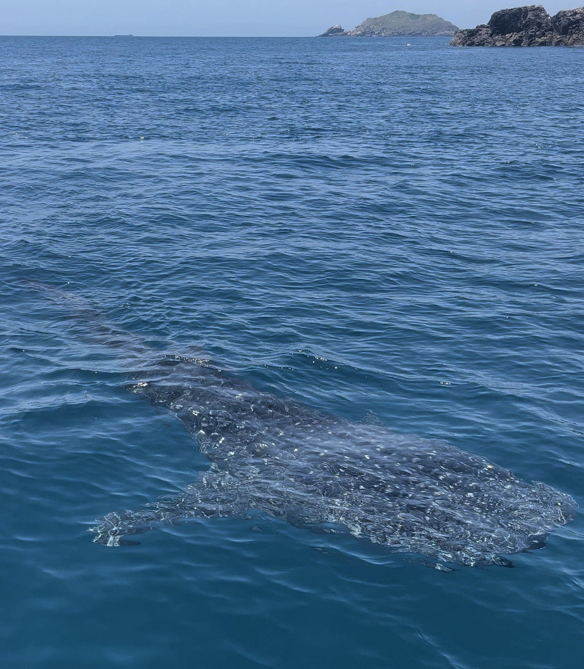 Cá mập khổng lồ xuất hiện và bơi sát tàu của du khách ở biển Kỳ Co - 1