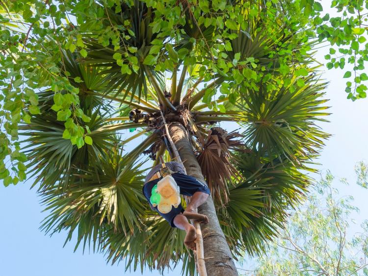 Khám phá nghề 'Ăn cơm dưới đất, làm việc trên trời'