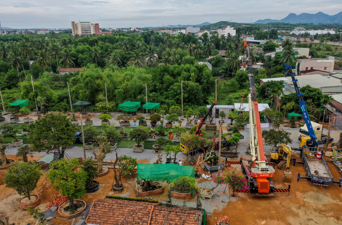 vuon cay kieng doc dao cua 'ong trum' cay canh o quang nam - 1