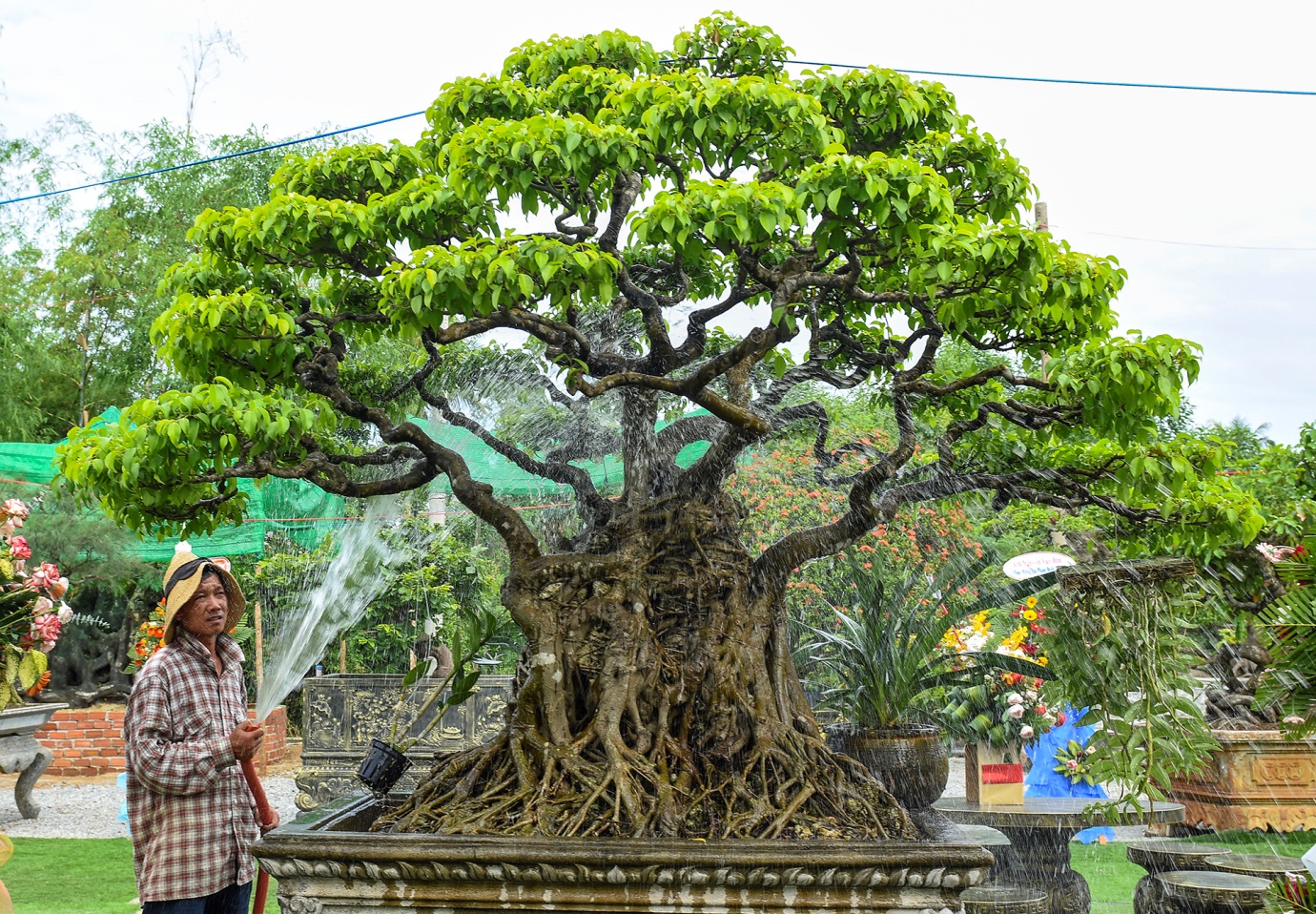 vuon cay kieng doc dao cua 'ong trum' cay canh o quang nam - 9