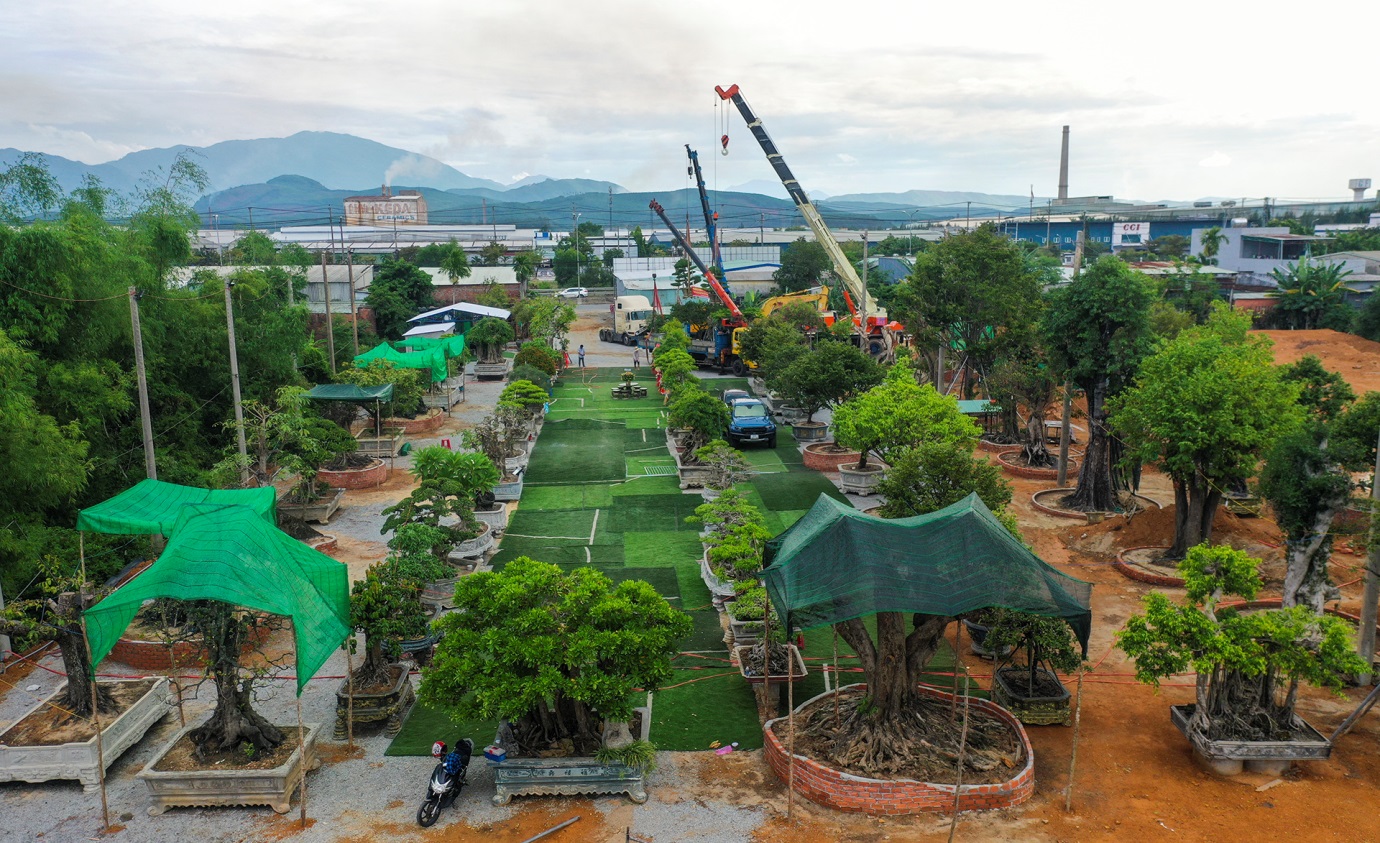 vuon cay kieng doc dao cua 'ong trum' cay canh o quang nam - 2