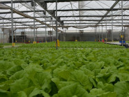 HTX Tuấn Ngọc: Điểm sáng về trồng rau công nghệ cao tại TP.HCM
