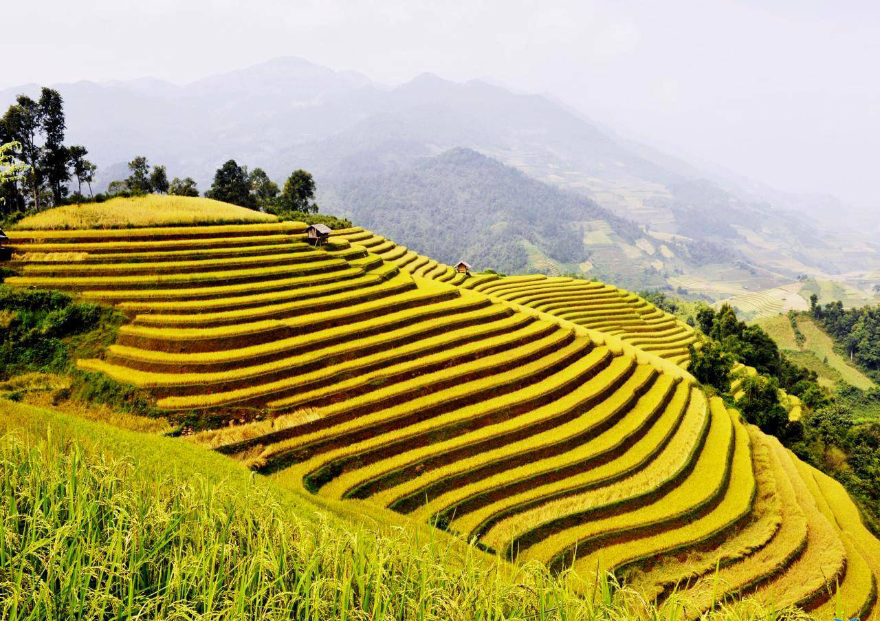 Hà Giang trồng lúa, nuôi cá chép ruộng phục vụ du khách - 1