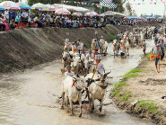 Bảo tồn và phát huy giá trị di sản văn hóa phi vật thể quốc gia Hội đua bò Bảy Núi tỉnh An Giang