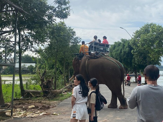 Đưa voi làm du lịch thân thiện, người dân và doanh nghiệp vẫn còn gặp khó - 1