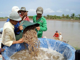  - Thỏa sức thưởng thức tôm tại festival lớn nhất từ trước đến nay