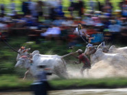 Những màn tranh tài gay cấn tại Lễ hội đua bò Bảy Núi Chùa Rô