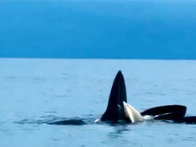  - Đàn cá voi đến kiếm ăn ở đảo Cô Tô, ngư dân vui mừng