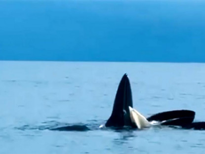 Chuyện hay - Đàn cá voi đến kiếm ăn ở đảo Cô Tô, ngư dân vui mừng