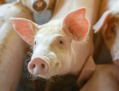 Tin trong nước - Giá lợn hơi hôm nay 2/7/2024: Tiếp tục giảm