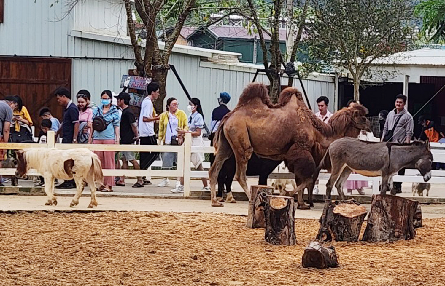 Nông trại hút khách ở Đà Lạt - 3