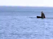 Con cá voi khổng lồ yêu thích biển Phú Yên