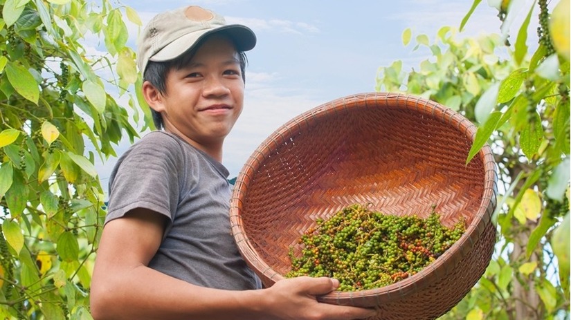 Giá hồ tiêu hôm nay 9/7/2024: Tăng không ngừng - 1