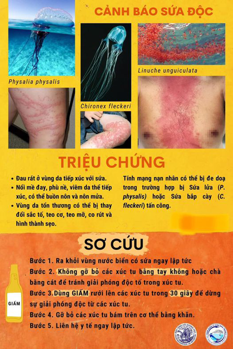 Xuất hiện sứa lửa có độc tại các bãi tắm biển Nha Trang - 2