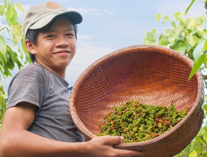 Tin trong nước - Giá hồ tiêu hôm nay 9/7/2024: Tăng không ngừng