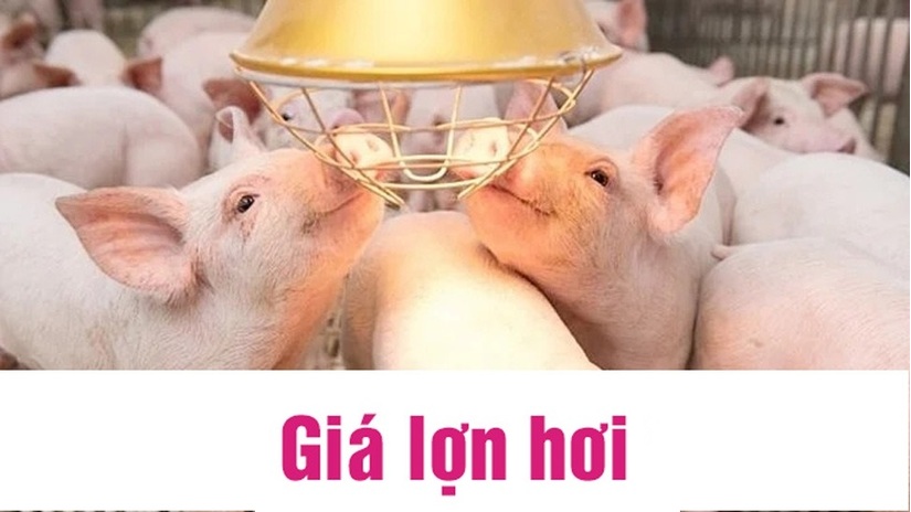 Giá lợn hơi hôm nay 10/7/2024: Giảm nhẹ ở 3 miền - 1