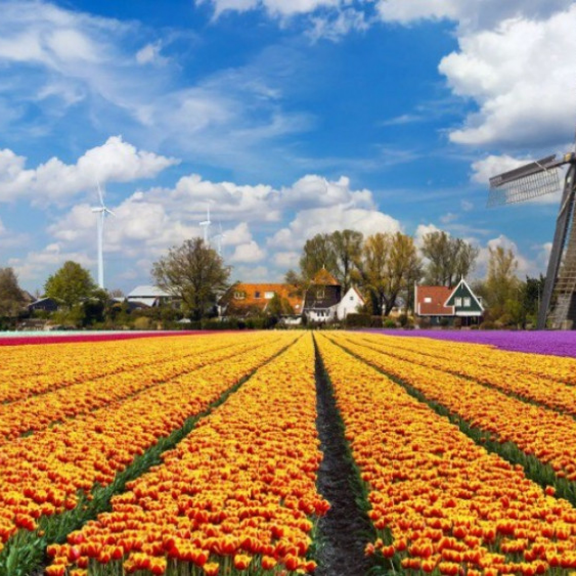 19 sự thật đáng ngạc nhiên về Hà Lan