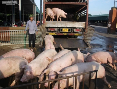 Giá lợn hơi hôm nay 13/7/2024: Giảm rải rác 1.000 đồng/kg