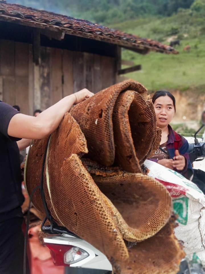 sap ong da tren nhung bo vay cua nguoi dao tien o hoai khao - 15