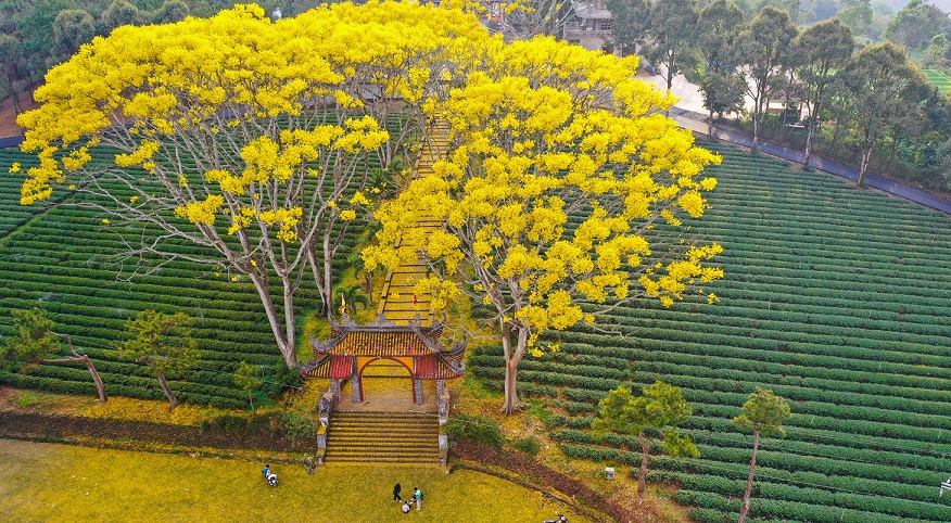 Du lịch ở TP Bảo Lộc: Phát triển chưa tương xứng với tiềm năng, lợi thế - 5