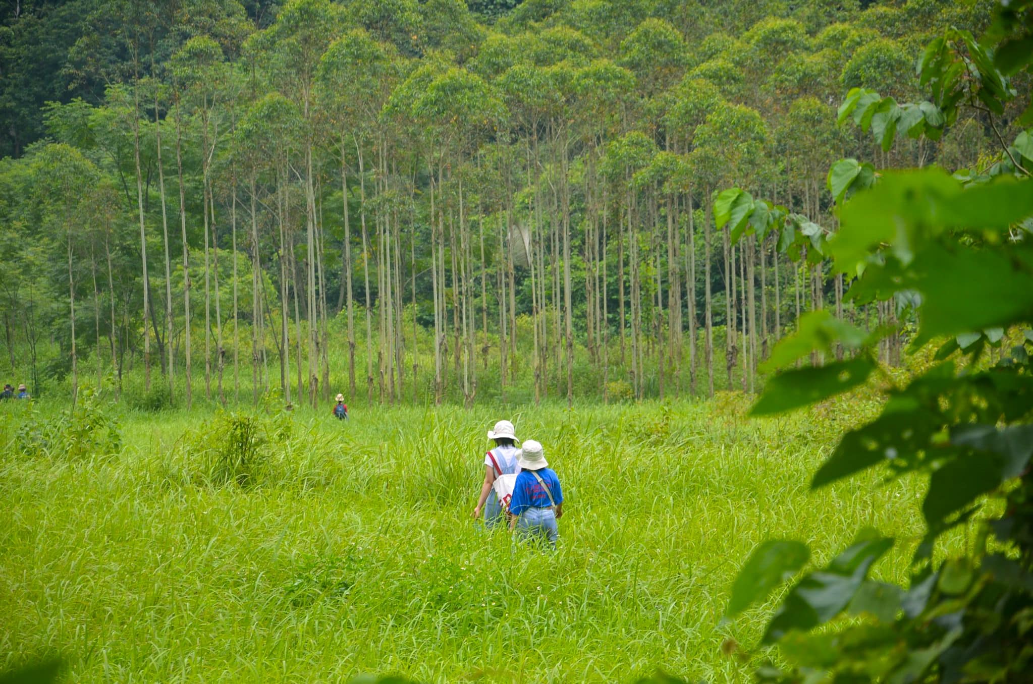 Kinh nghiệm đi Đồng Lâm và trekking Khe Dầu khi gặp nước lên - 7