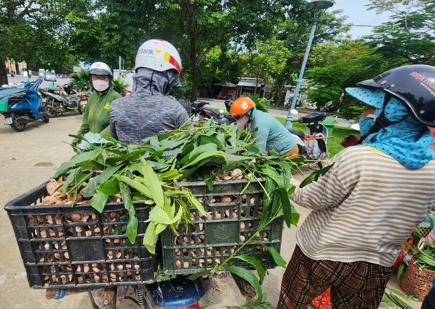 Vào mùa nấm 'trời ban' ở xứ Huế - 15