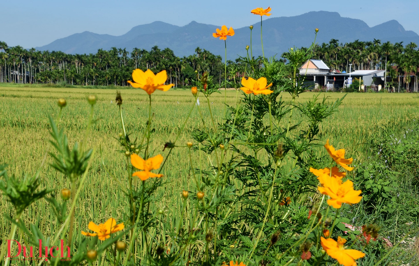 ve dep lang man cua duong hoa nghia trung o quang ngai - 11