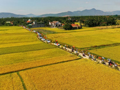 Chuyện hay - Hàng chục ô tô đưa du khách tham quan tuyến đường hoa giữa mùa lúa chín