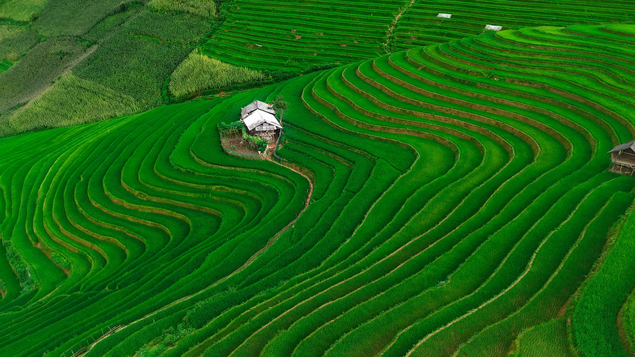 Ảnh thiếu nữ ở đồi móng ngựa khiến chị em muốn lên ngay Mù Cang Chải - 8