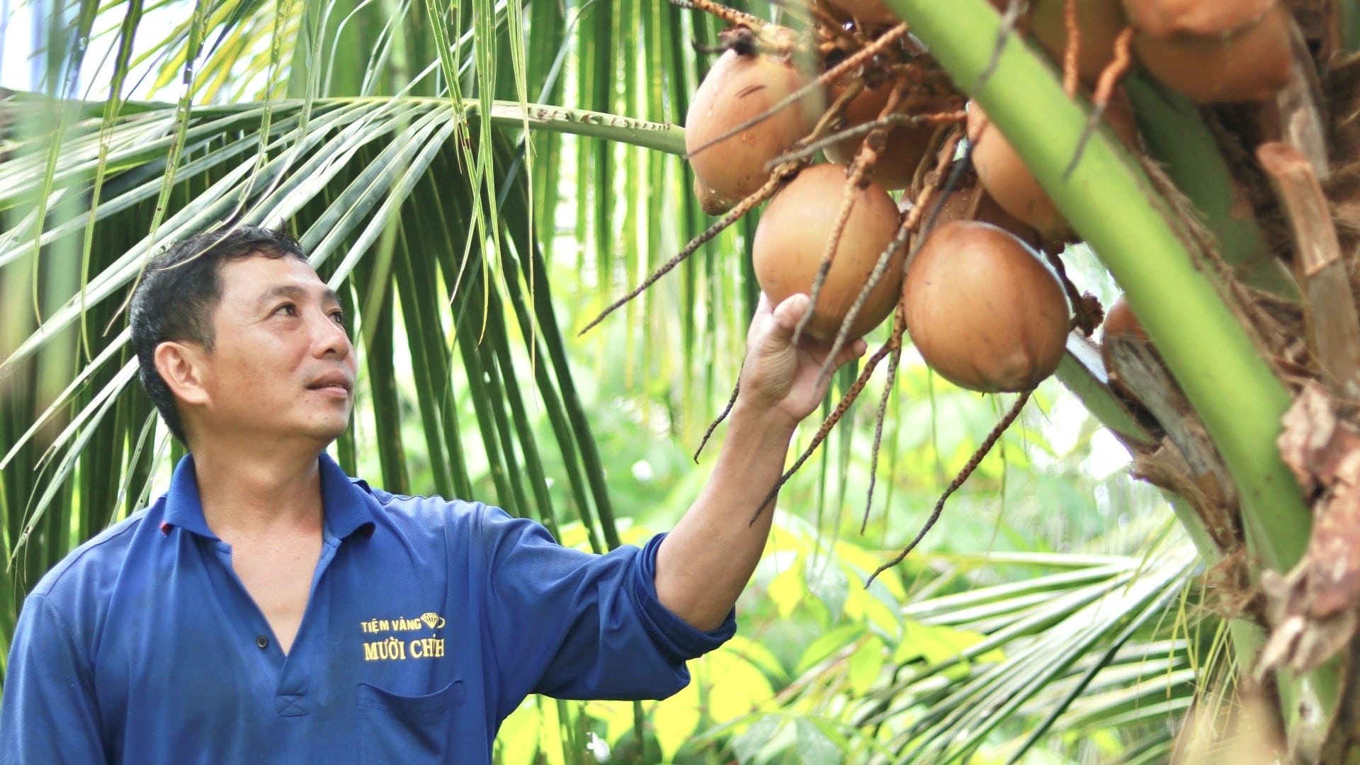 Vườn dừa xiêm Mã Lai hàng ngàn cây làm du lịch - 1