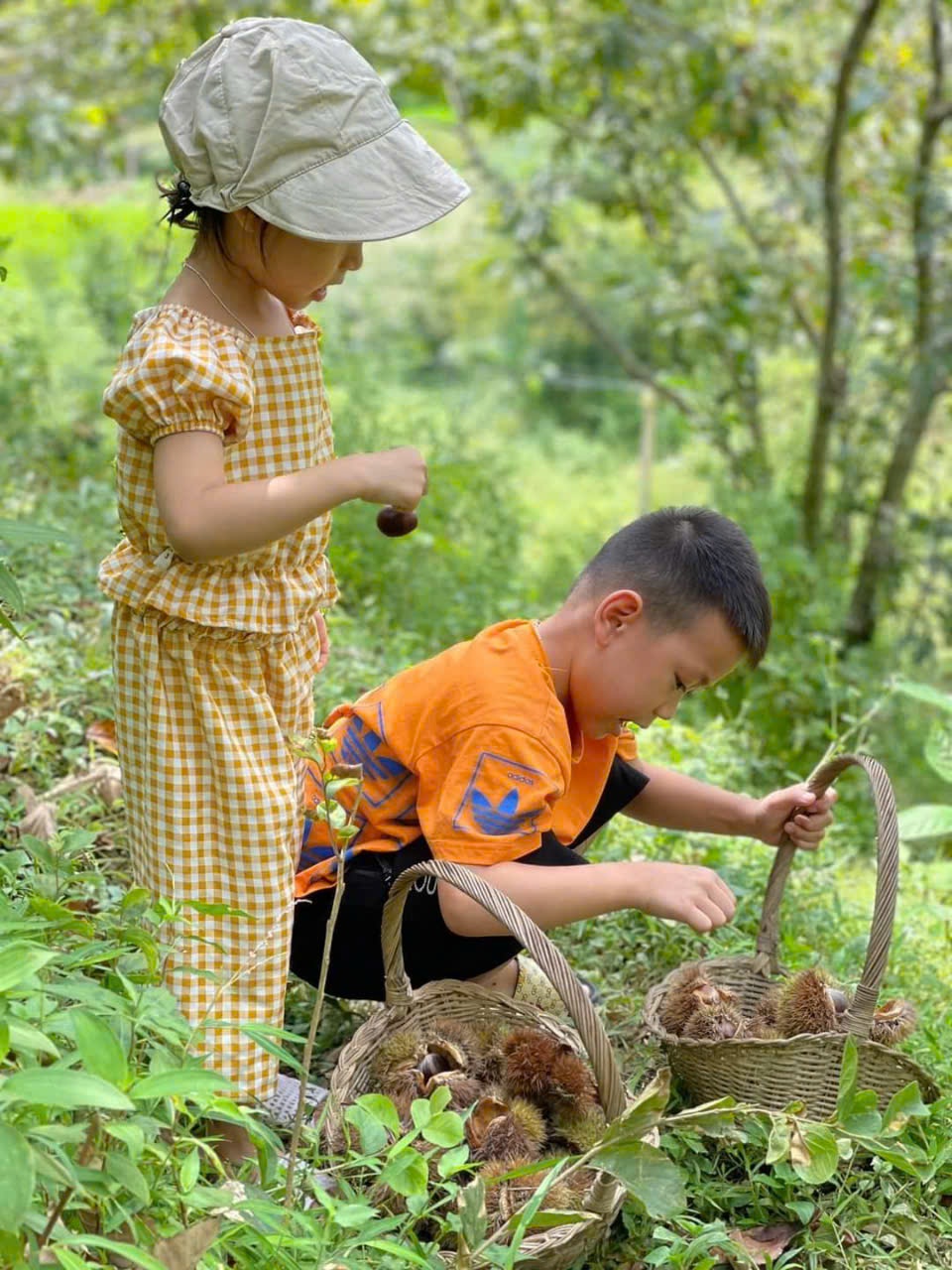 Rủ nhau lên Lạng Sơn nhặt hạt dẻ với vé vào vườn 0 đồng - 3