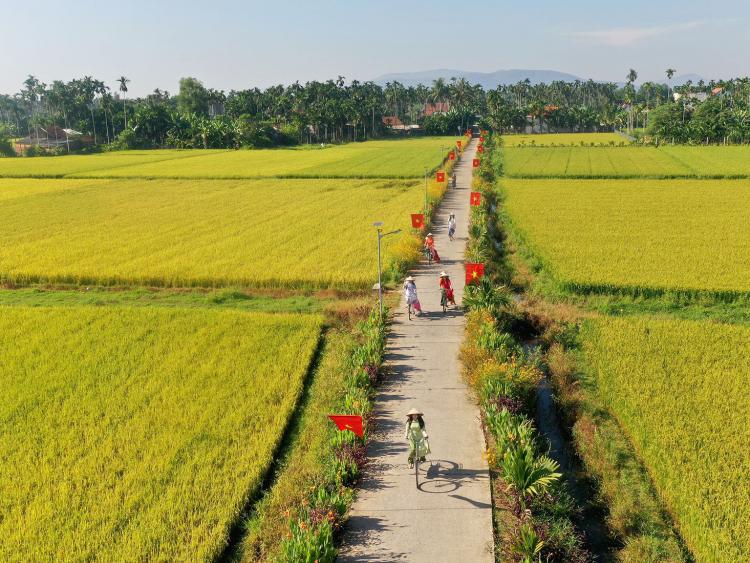 Mùa thu vàng mê hoặc du khách trên cánh đồng lúa chín miền Trung