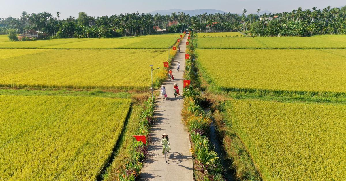 Mùa thu vàng mê hoặc du khách trên cánh đồng lúa chín miền Trung