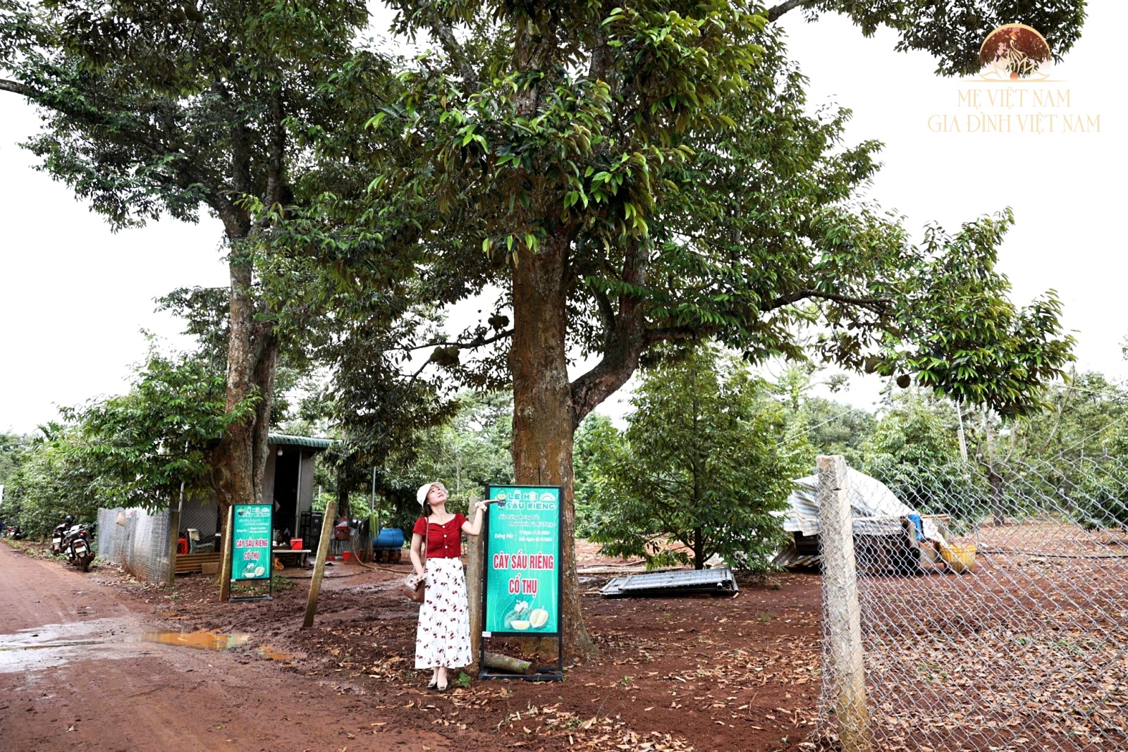 Làm giàu trên đất quê hương từ cây sầu riêng trăm tuổi: Thu nhập tiền tỷ, sắm ô tô - 5