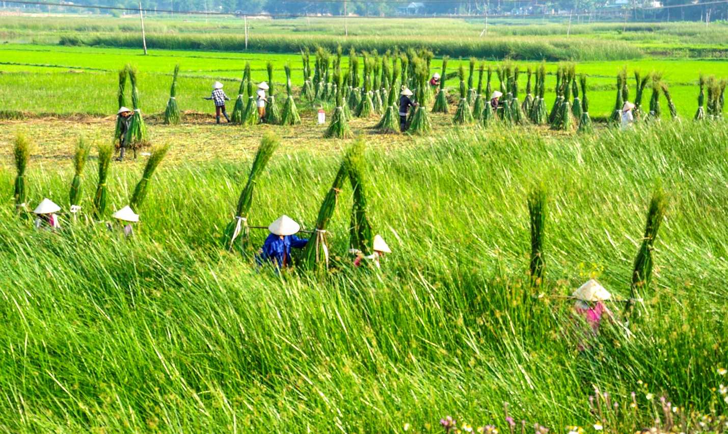 “thung lung dong lua’ dep nao long o thi xa hoai nhon - 10