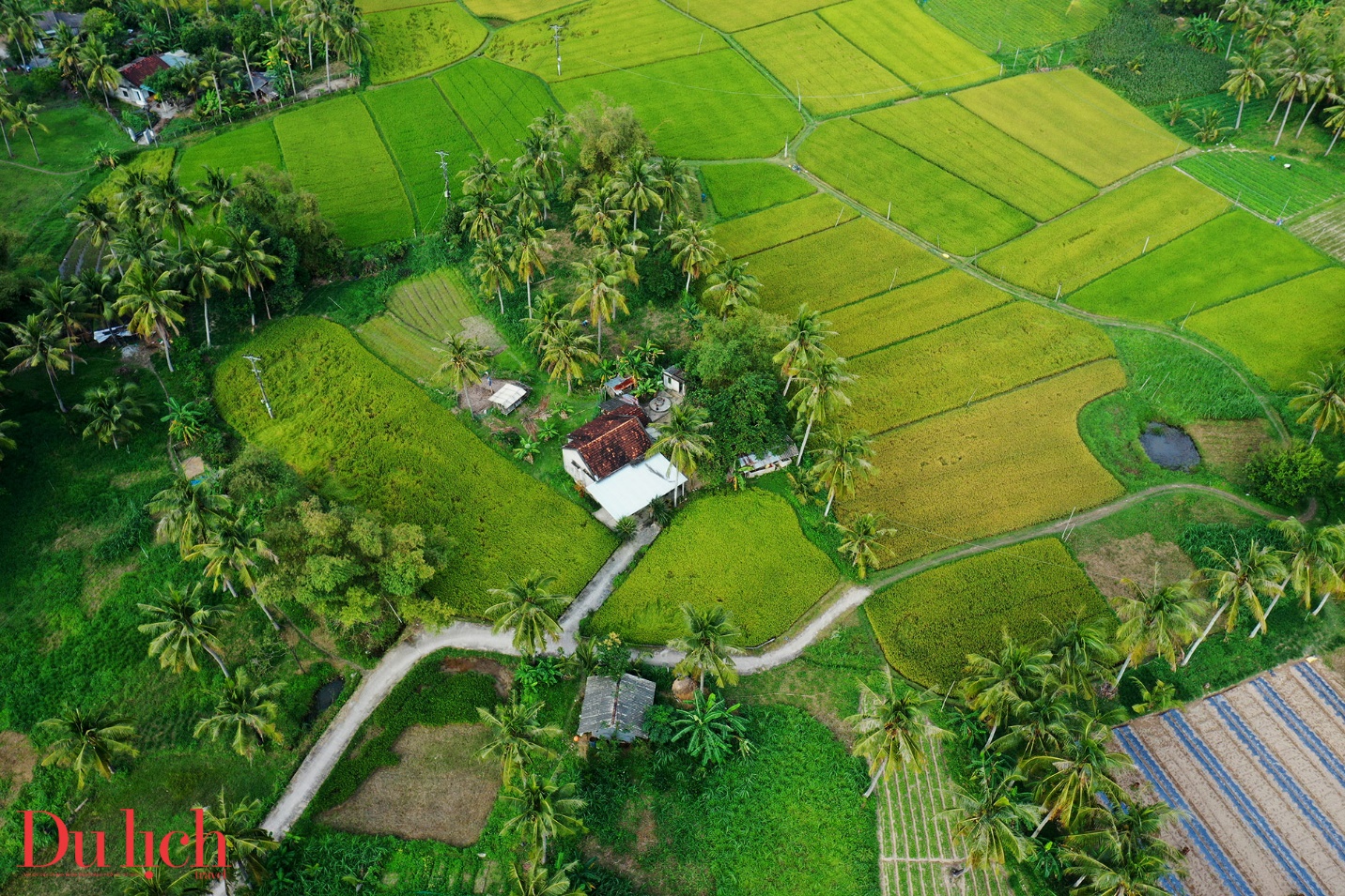 “thung lung dong lua’ dep nao long o thi xa hoai nhon - 8