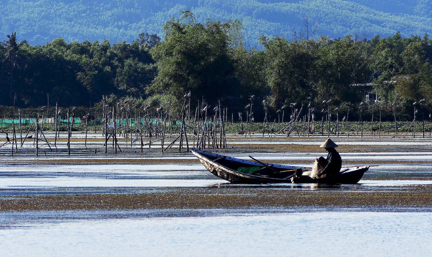 ‘tham reu khong lo’ tao nen buc tranh ky ao tren dam an khe - 17