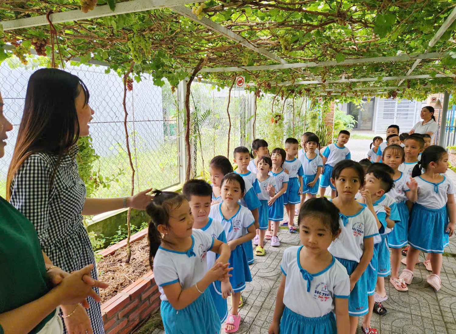 Vườn nho ở Sóc Trăng vào mùa trái chín, đón học sinh tham quan miễn phí - 1