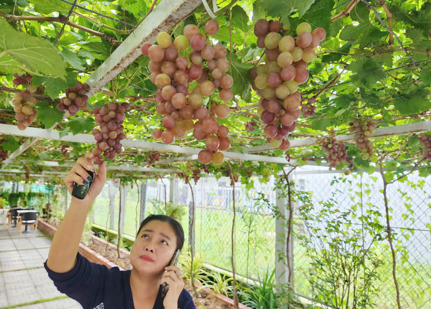 Vườn nho ở Sóc Trăng vào mùa trái chín, đón học sinh tham quan miễn phí - 3