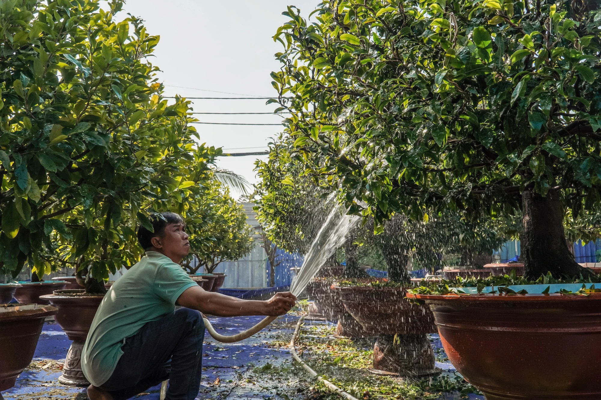 Thủ Đức phát triển loài mai vàng độc đáo thành sản phẩm du lịch nông nghiệp đặc trưng - 2