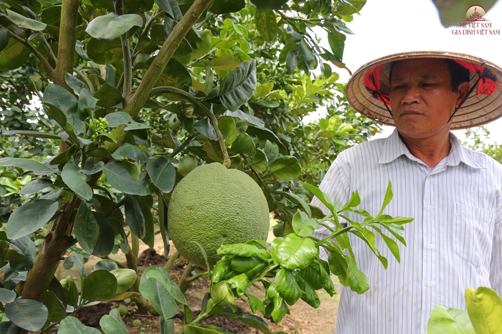 Trồng loại trái được ví như “vàng xanh” trên đất phèn, nông dân tưởng mất trắng ai ngờ thu tiền tỷ mỗi năm - 5