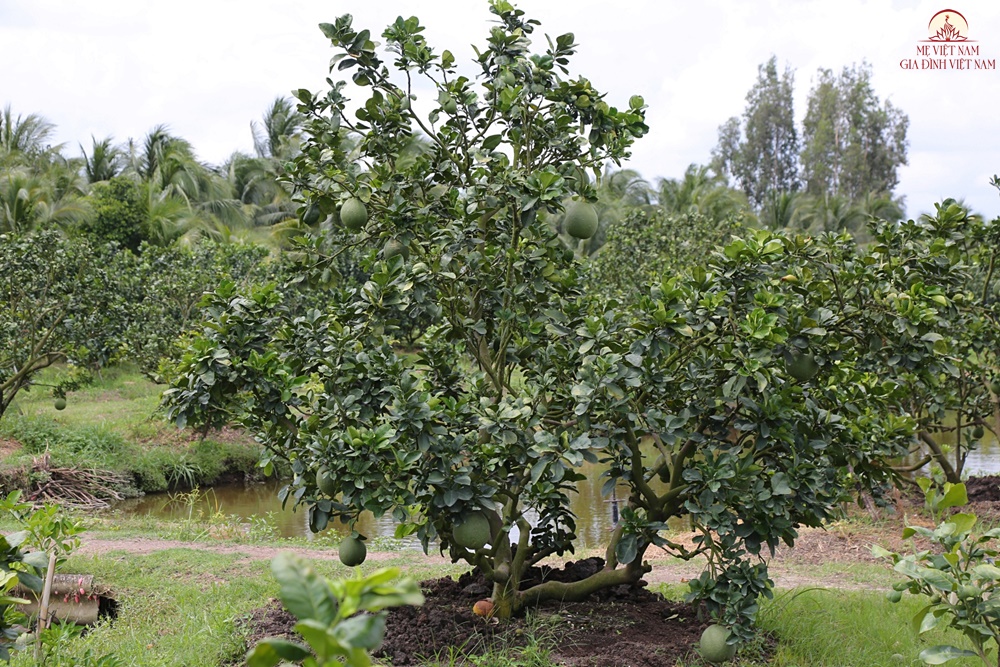 Trồng loại trái được ví như “vàng xanh” trên đất phèn, nông dân tưởng mất trắng ai ngờ thu tiền tỷ mỗi năm - 4