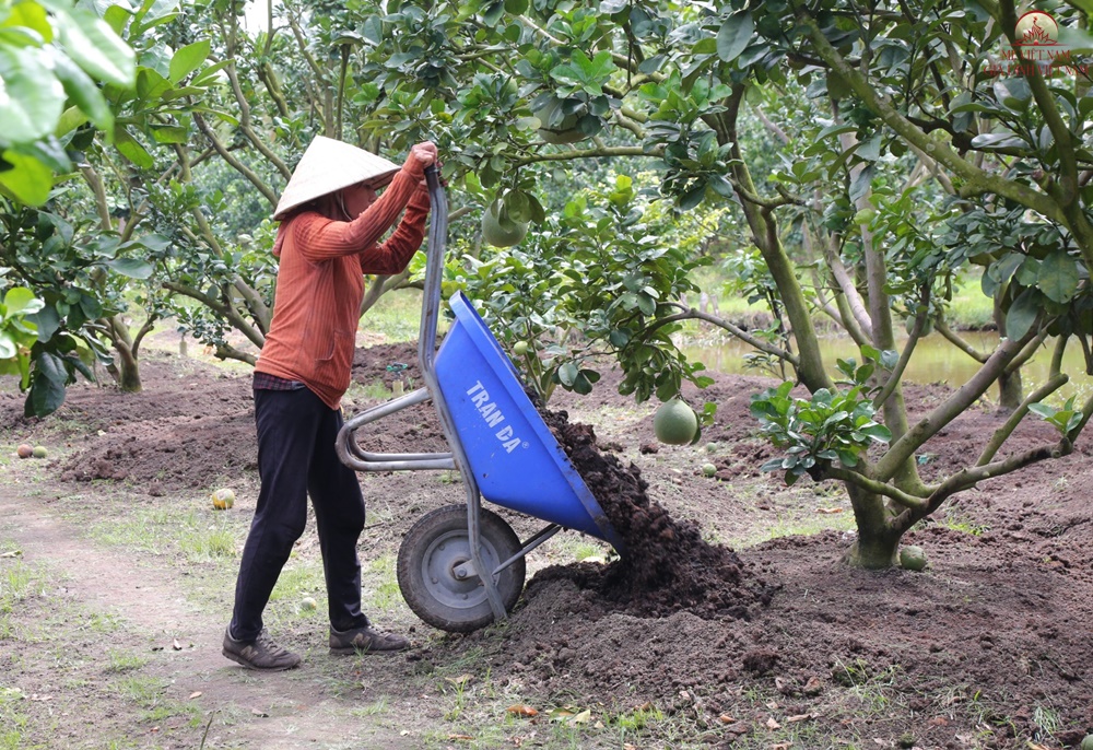 Trồng loại trái được ví như “vàng xanh” trên đất phèn, nông dân tưởng mất trắng ai ngờ thu tiền tỷ mỗi năm - 7