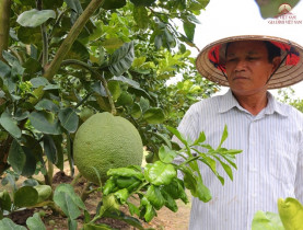  - Trồng loại trái được ví như “vàng xanh” trên đất phèn, nông dân tưởng mất trắng ai ngờ thu tiền tỷ mỗi năm