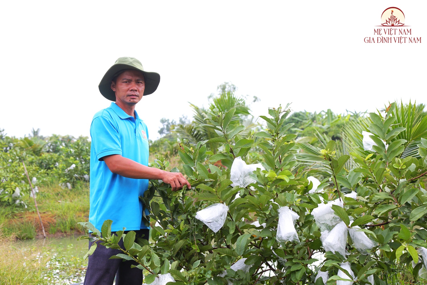 Làm điều này tại vườn ổi trên đất phèn, bảo sao anh nông dân TP.HCM thu nửa tỷ đồng mỗi năm - 2