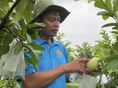  - Làm điều này tại vườn ổi trên đất phèn, bảo sao anh nông dân TP.HCM thu nửa tỷ đồng mỗi năm