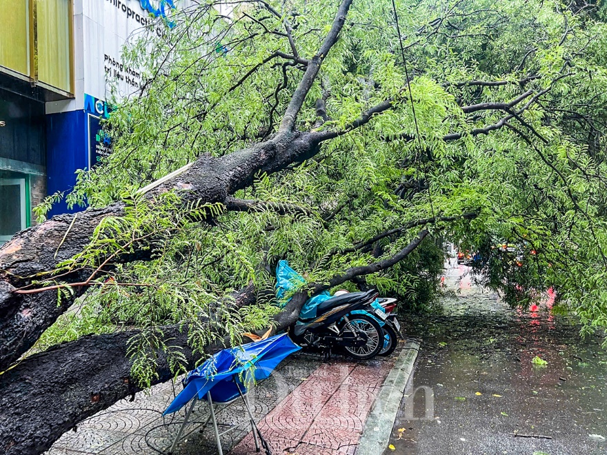 Mưa giông gió lốc khiến cây xanh bật gốc và ngập nặng nhiều tuyến đường - 2