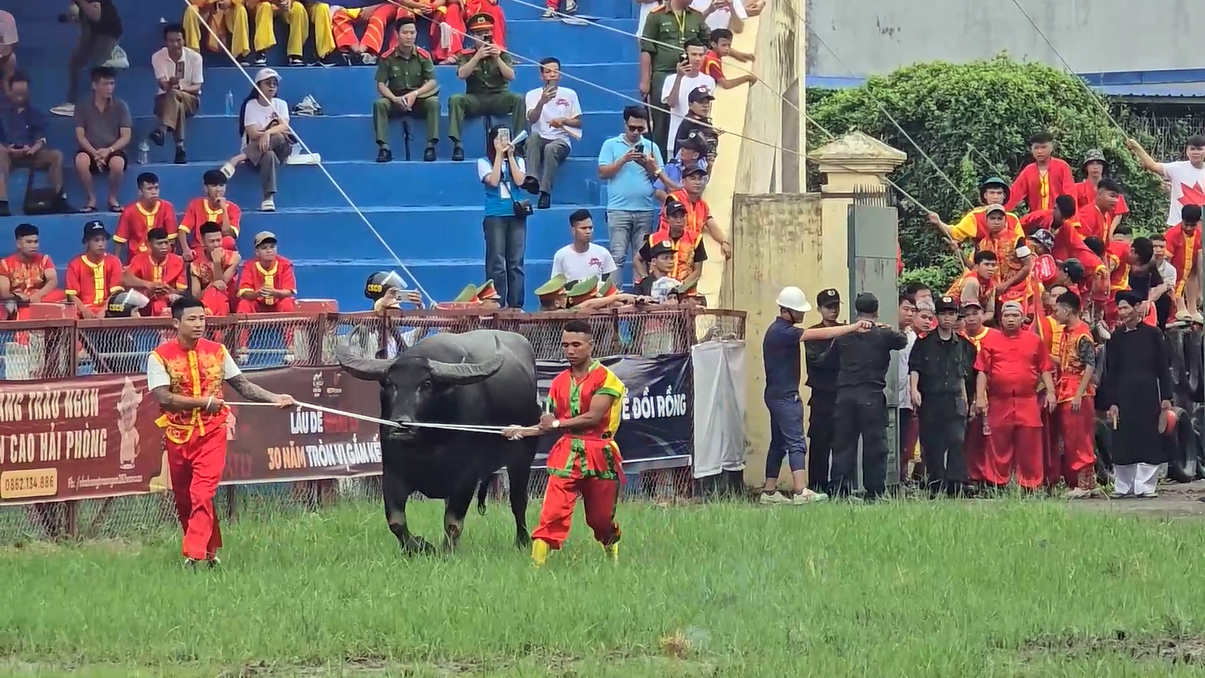 Hàng ngàn người đến xem trận đấu nảy lửa giữa các "ông trâu" - 4